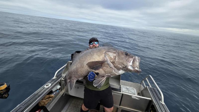 CC-Bass-top-view-best