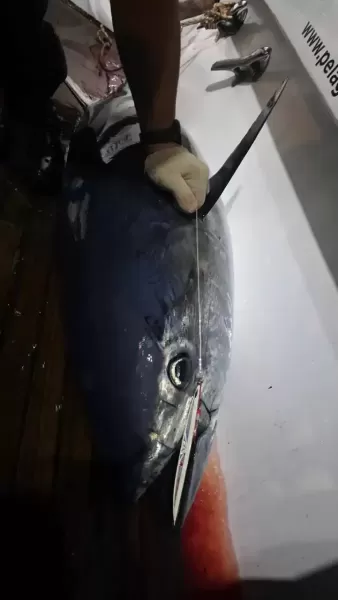 JCJIG-Glow-Green-Gold-catches-Huge-BLUEFIN