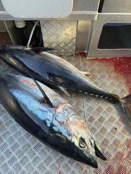 twin-tuna-on-deck